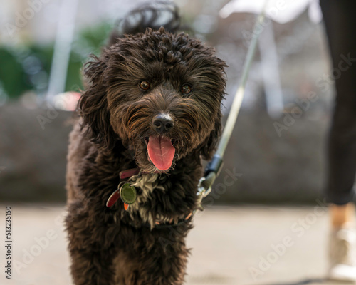 Cheery Black Aussiedoodle with Tongue Out Looks into Camera in Close Up photo