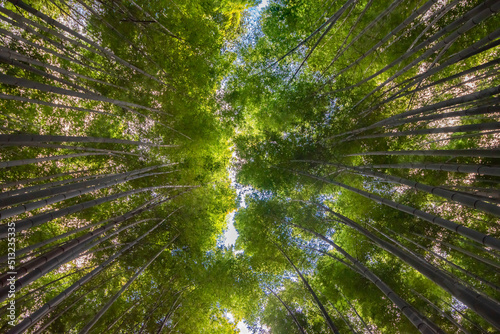 Green Bamboo Forest at Sagano Bamboo Forest, Arashiyama, Kyoto, Japan