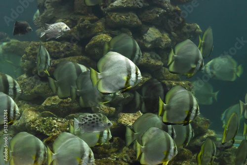 Pack of longfinned batfish in aquarium photo