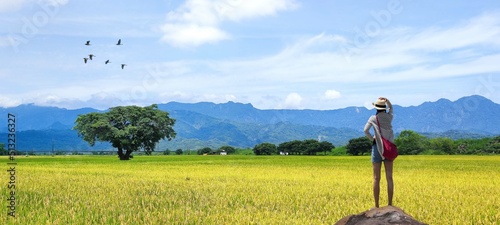 The Landscape View Of Beautiful Paddy Field With Sunrise At Brown Avenue , Chishang, Taitung, Taiwan