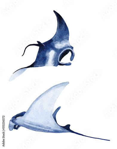 Watercolor manta ray hand drawn illustration, sea ocean underwater marine nautical design, endangered species animal, pacific waters wildlife.