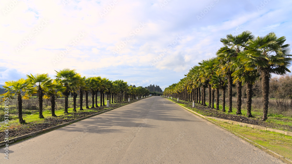 road in the park, alignment of palm trees 