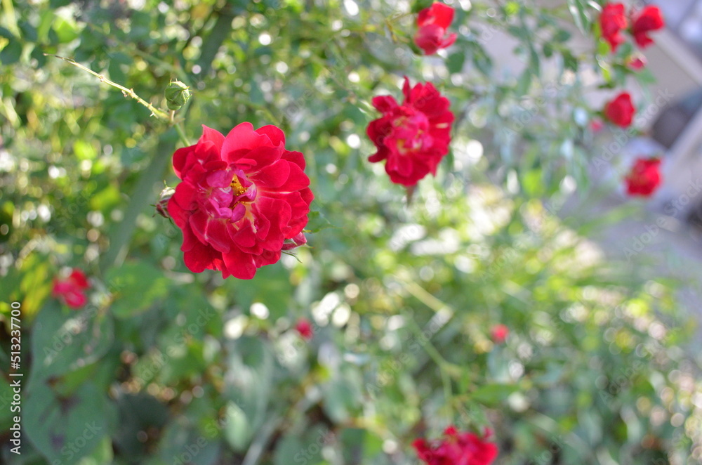 晩春の光溢れる庭に咲いた緑と赤のコントラストが美しい真っ赤なたくさんの薔薇の花