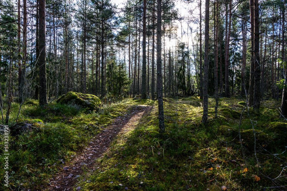 Fototapeta premium beautiful forest and fresh air. sun rays through the trees. walk along the trail through the forest