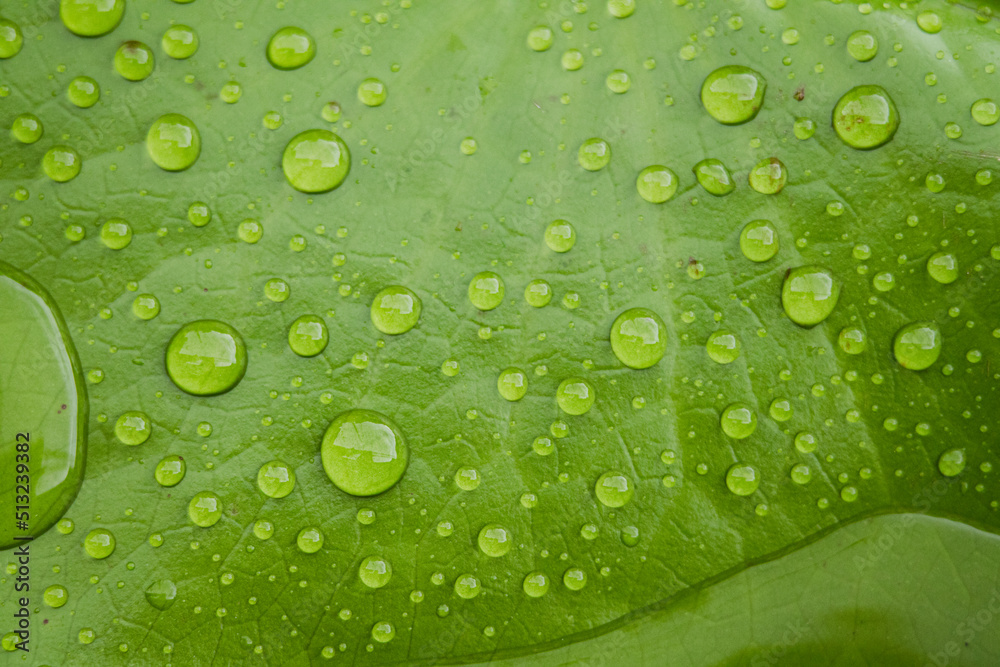 water on lotus leaf for background