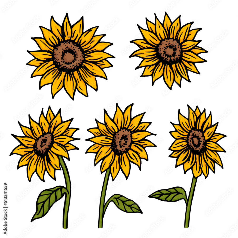 Sunflowers different sides retro old line art etching vector Sunflowers different sides retro old line art etching vector