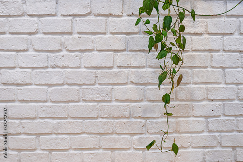 Climber plant with white brick wall background with copy space. Concept of minimal background.