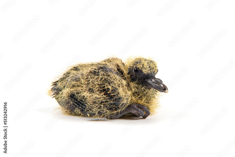 Turtledove chick isolated on white background Turtledove chick isolated on white background