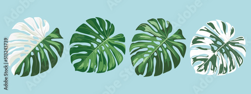 Vector Illustration of Monstera Deliciosa, Swiss Cheese Plant tropical collections, realistic design on sky blue background