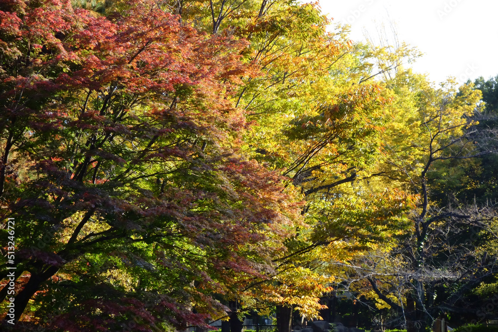 水辺の森公園、池のある木々や葉のある美しい秋の風景