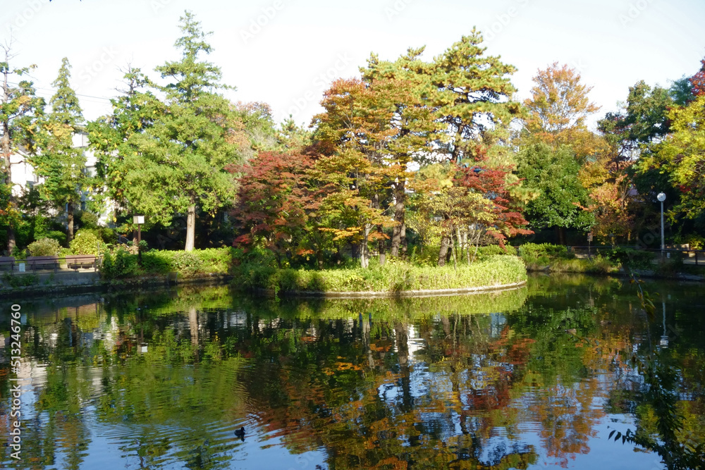 水辺の森公園、池のある木々や葉のある美しい秋の風景