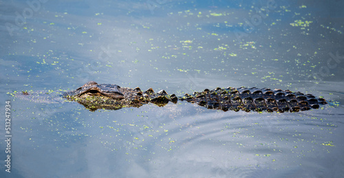 alligator in the water