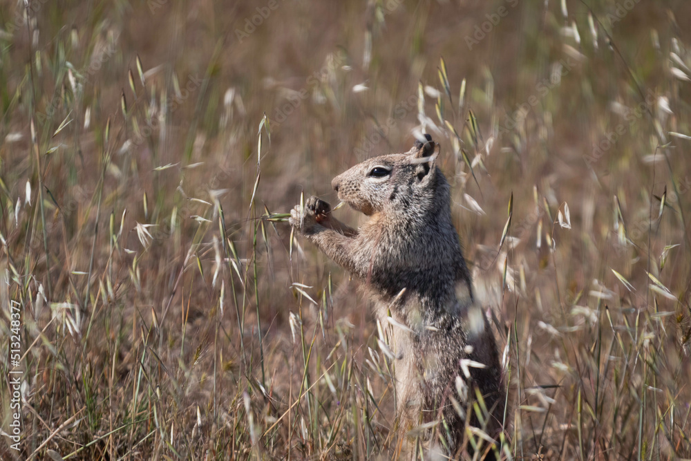 A squirrel having a field snack A squirrel having a field snack