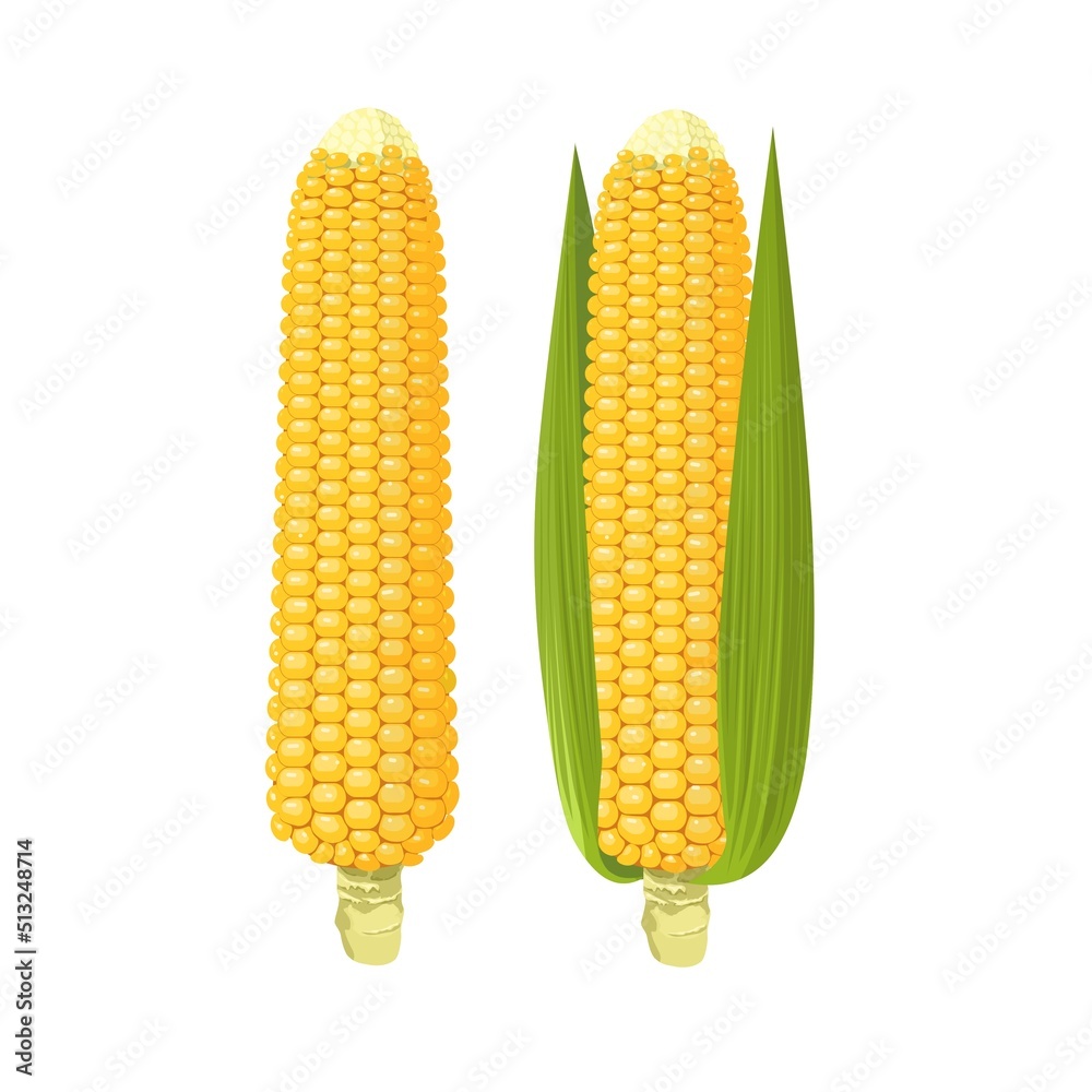 Obraz premium Vector illustration, set of corn cobs, isolated on white background.