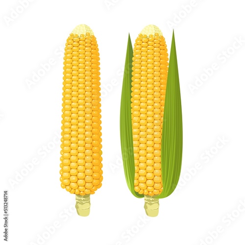 Vector illustration, set of corn cobs, isolated on white background.