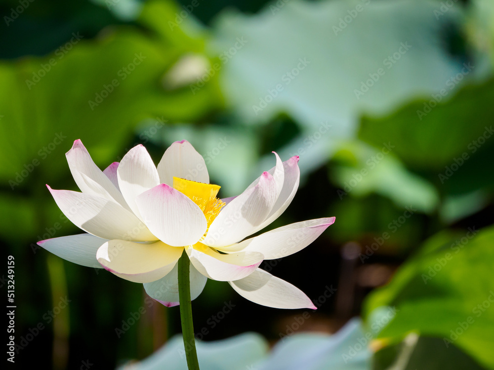 Obraz premium ハスの花