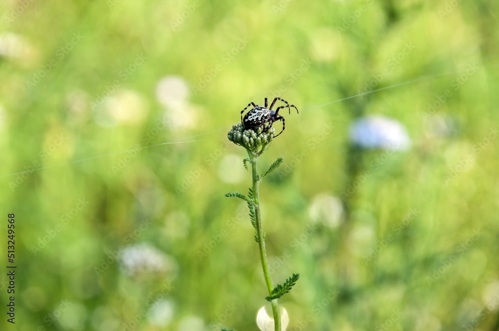 A spider sits on a flower and holds a web in its paws A spider sits on a flower and holds a web in its paws