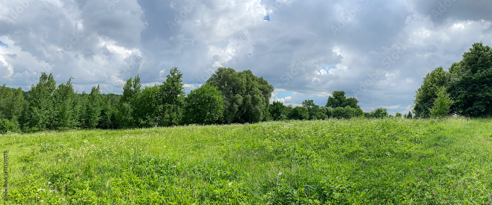 Fototapeta premium panoramic summer landscape of meadow with green trees in the cloudy day