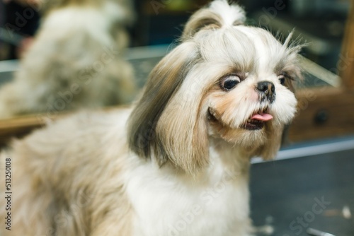 The dog gets a haircut in a beauty salon. The dog is cut with scissors. groomer concept