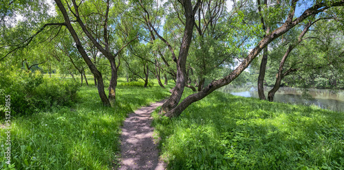 summer landscape. narrow path on riverbank lit by soft sunlight. panoramic view.