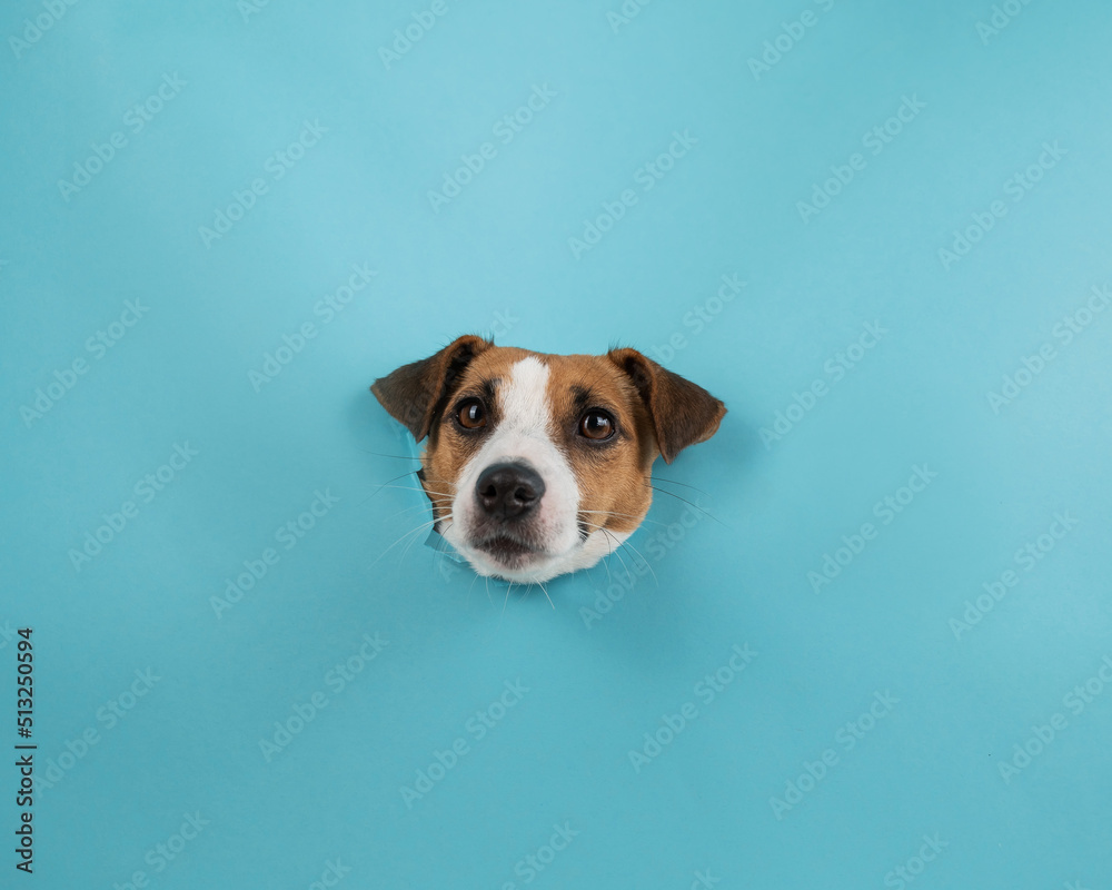 Funny dog muzzle from a hole in a paper blue background. 