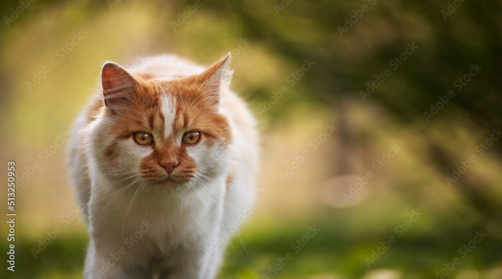 Walking at backyard grass red domestic cat Walking at backyard grass red domestic cat