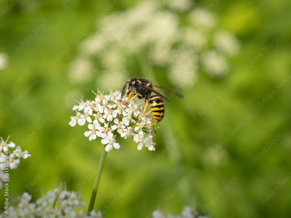 hoverfly on small white flowers hoverfly on small white flowers