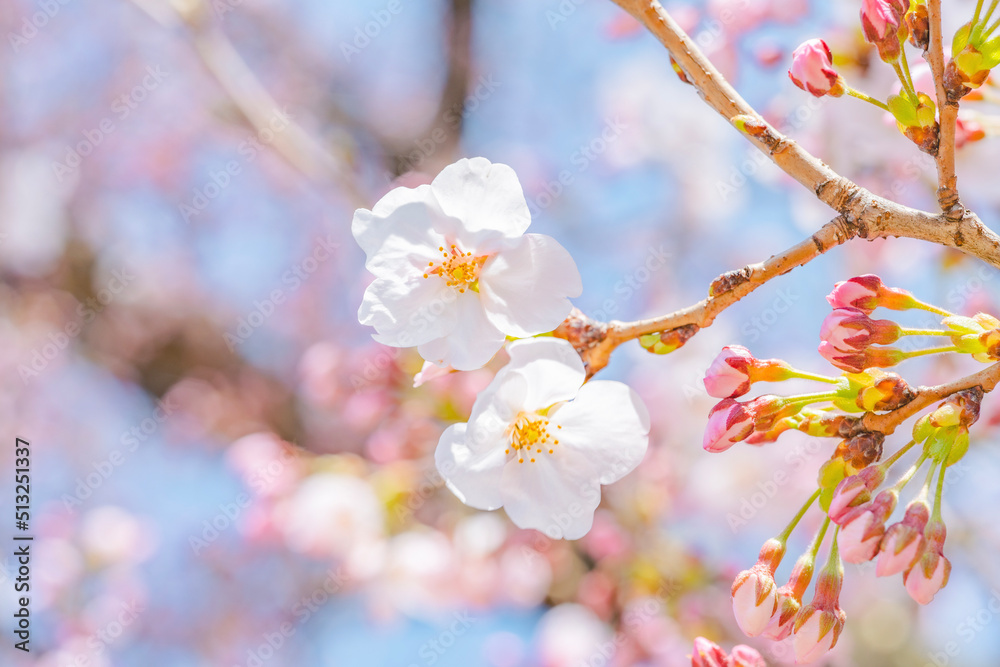 春の訪れを教えてくれた桜