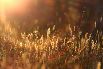 summer seasonal field sun background bokeh grass sunset abstract