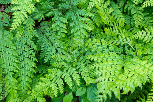 生い茂るシダ植物