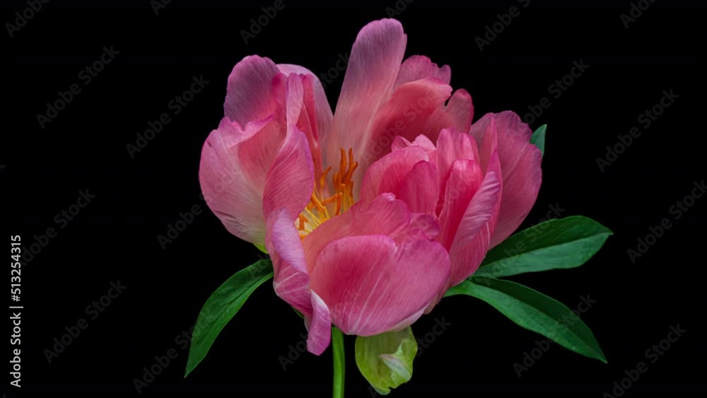 Timelapse of pink peony flower blooming on black background. Timelapse of pink peony flower blooming on black background.
