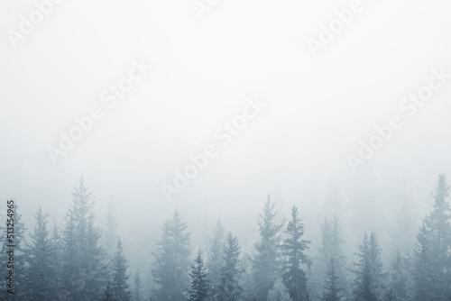 autumn fog landscape forest mountains  trees view mist