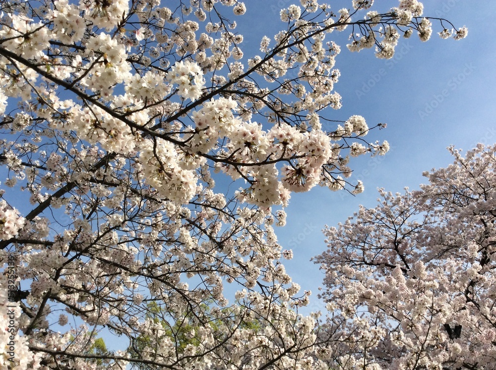 tree blossom