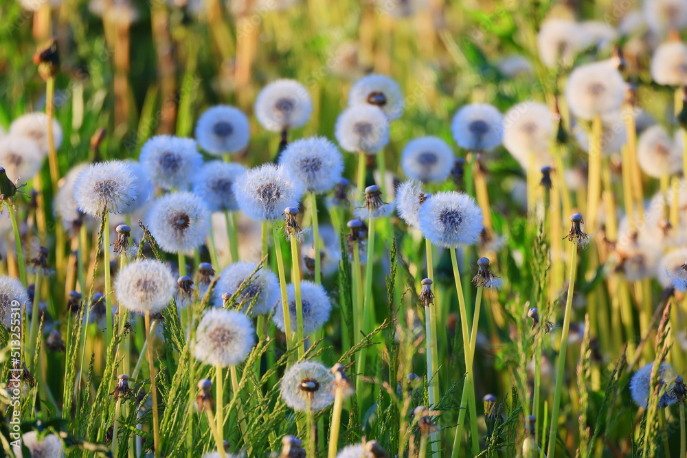 Obraz premium fluffy dandelions in a field flowers sunlight field nature