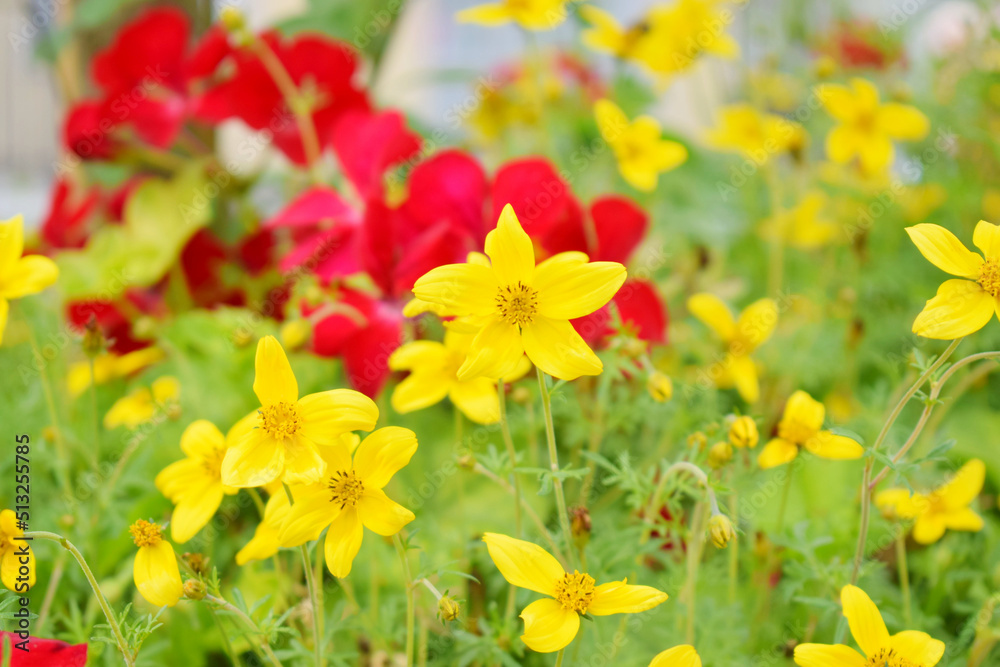 Beautiful summer flowers in soft light with selective focus. Flowers on wild field. Natural summer background