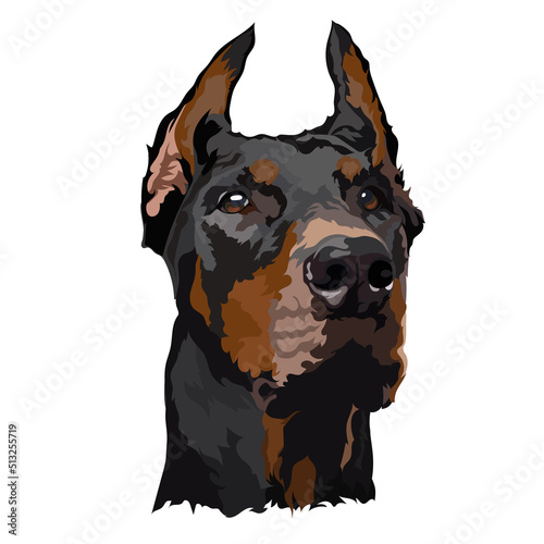 Leinwand Poster Doberman. Vector illustration. Dog portrait