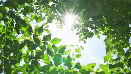 Shining sun through a fresh green leaves of the tree in springtime.