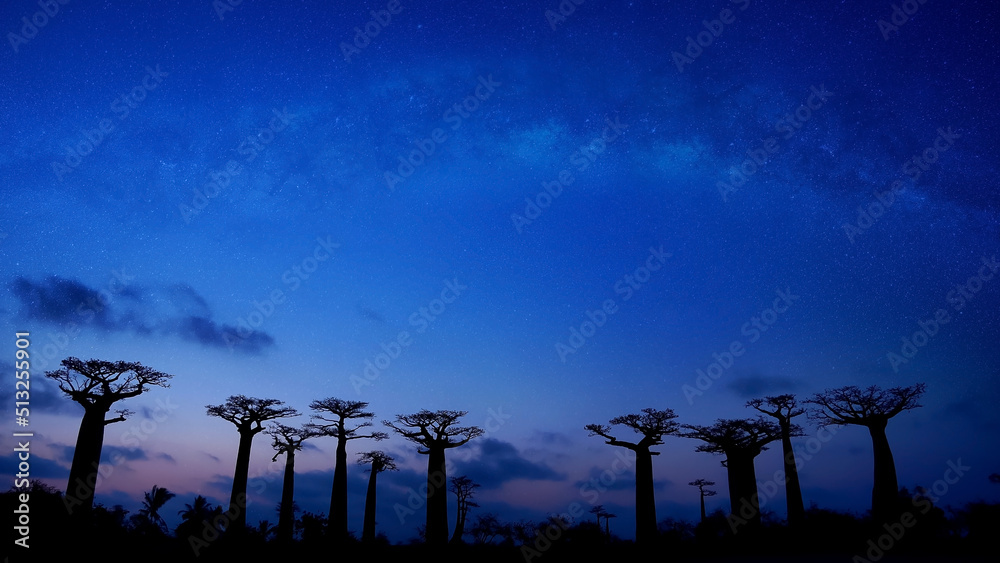 The starry night with baobab  trees avenue and the  Sunset scene in Morondava ,Madagascar	