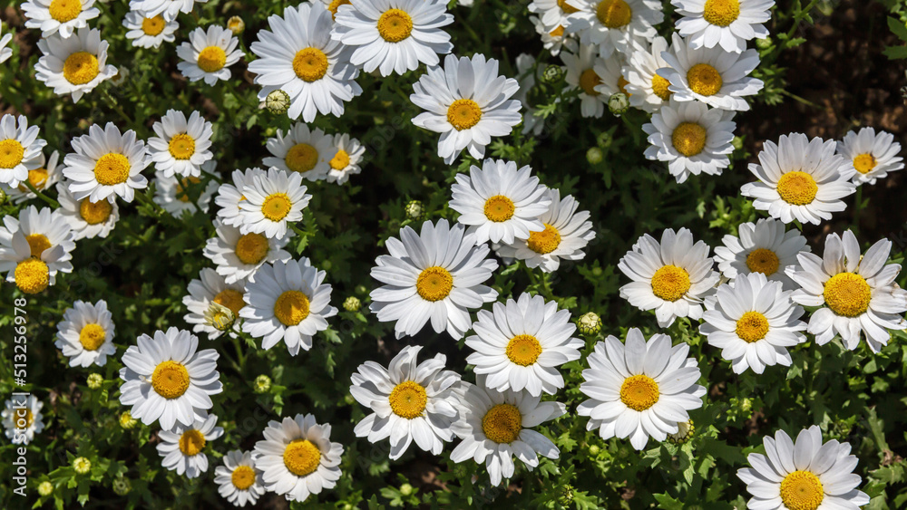 Daisy flower garden full bloom plant. Nature floral backgound. Top view Daisy flower garden full bloom plant. Nature floral backgound. Top view