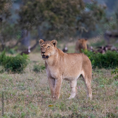 a large lioness in the wild