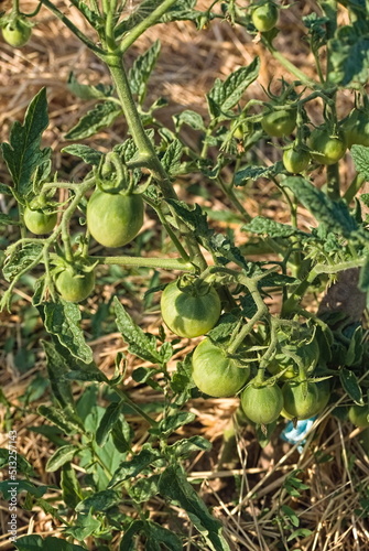 Tomato Green tomatoes plantation. Organic farming, growth of young tomato plants in a greenhouse.