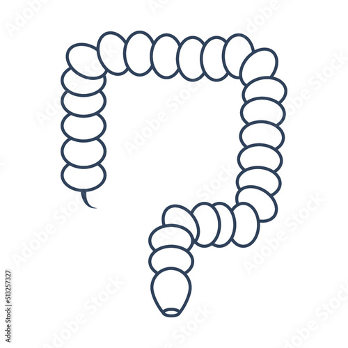 Colon, intestine, organs, rectum icon