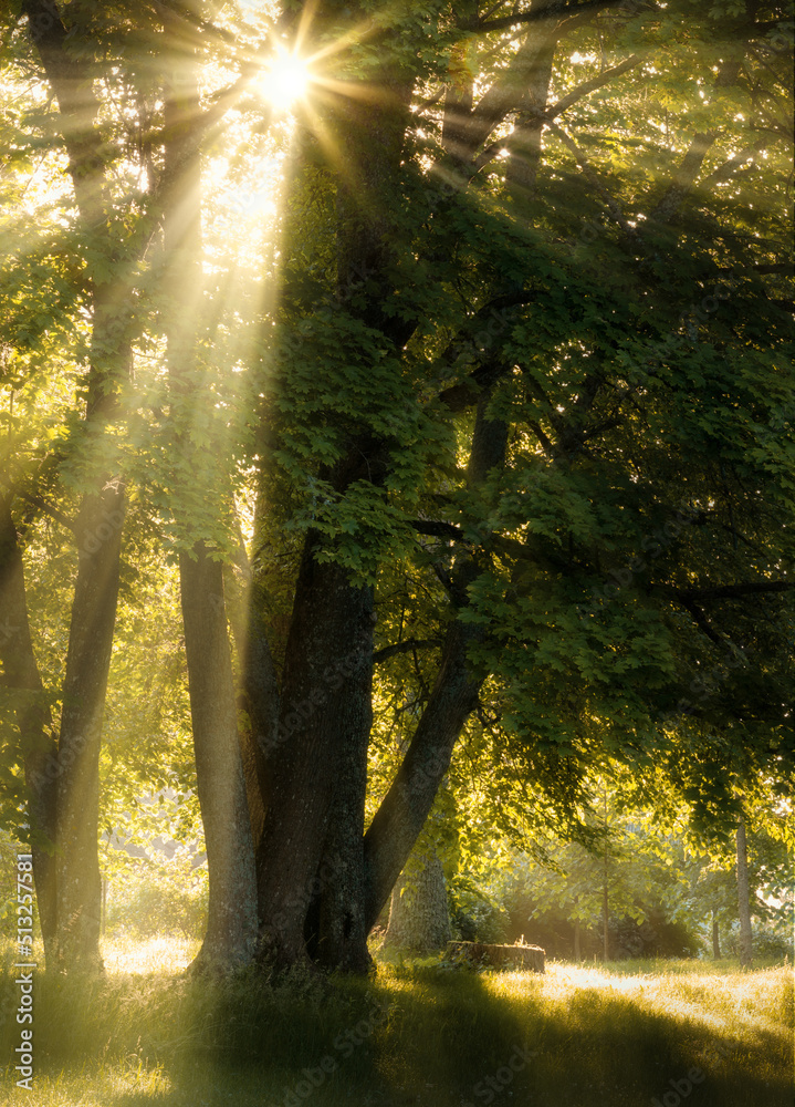 Obraz premium sun rays in the forest
