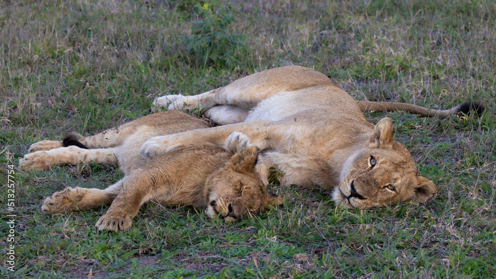 Fototapeta premium a lioness and her cub