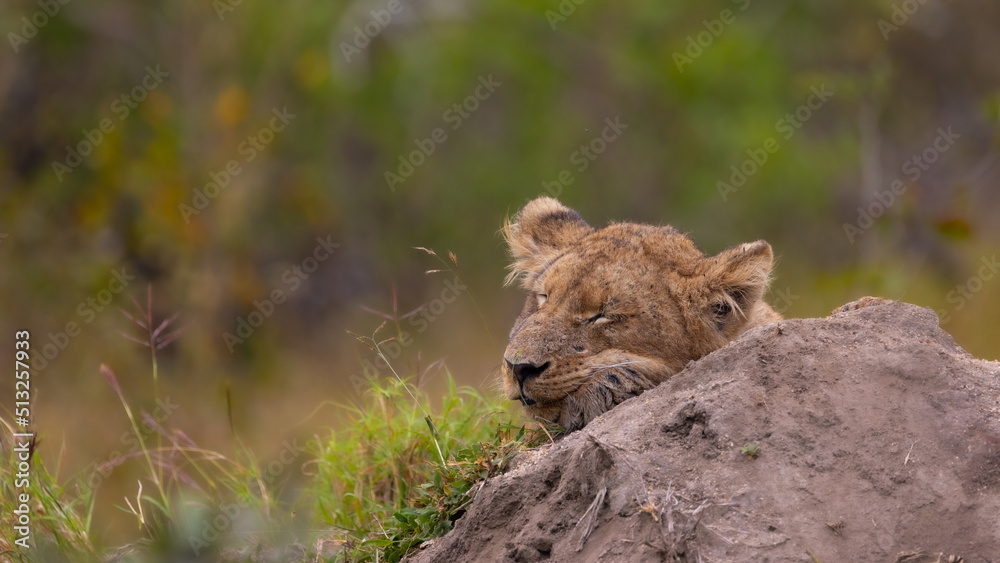 Lion cub on a termite mound