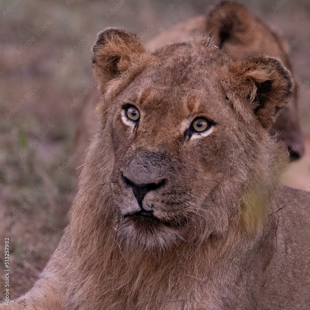 portrait of a young male lion