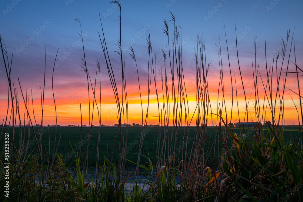 Sunset with vibrant colors in the clouds, seen between reed stalks in the Dutch countryside Sunset with vibrant colors in the clouds, seen between reed stalks in the Dutch countryside