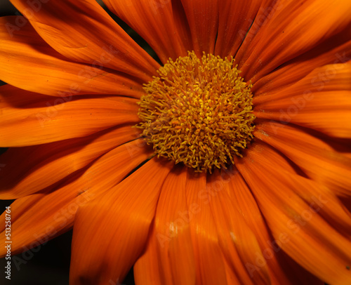 Orange Treasure Flower