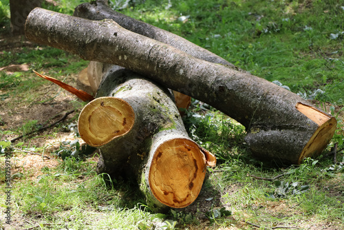 Fresh cutting down tree in the city. A tree cut into pieces with a chainsaw. Seasonal emergency and sanitary pruning of trees. Municipal arborist service.