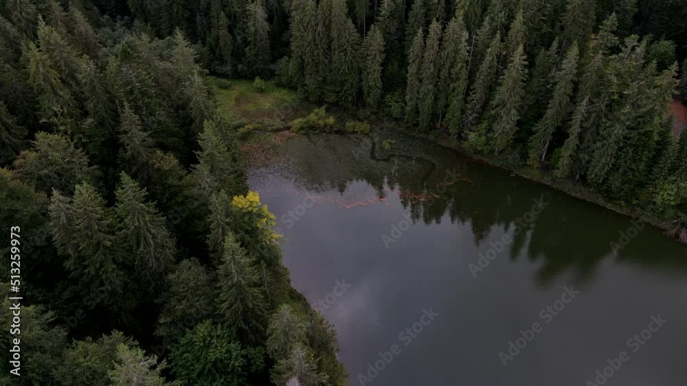 autumn view of lake shore pine tree forest autumn view of lake shore pine tree forest